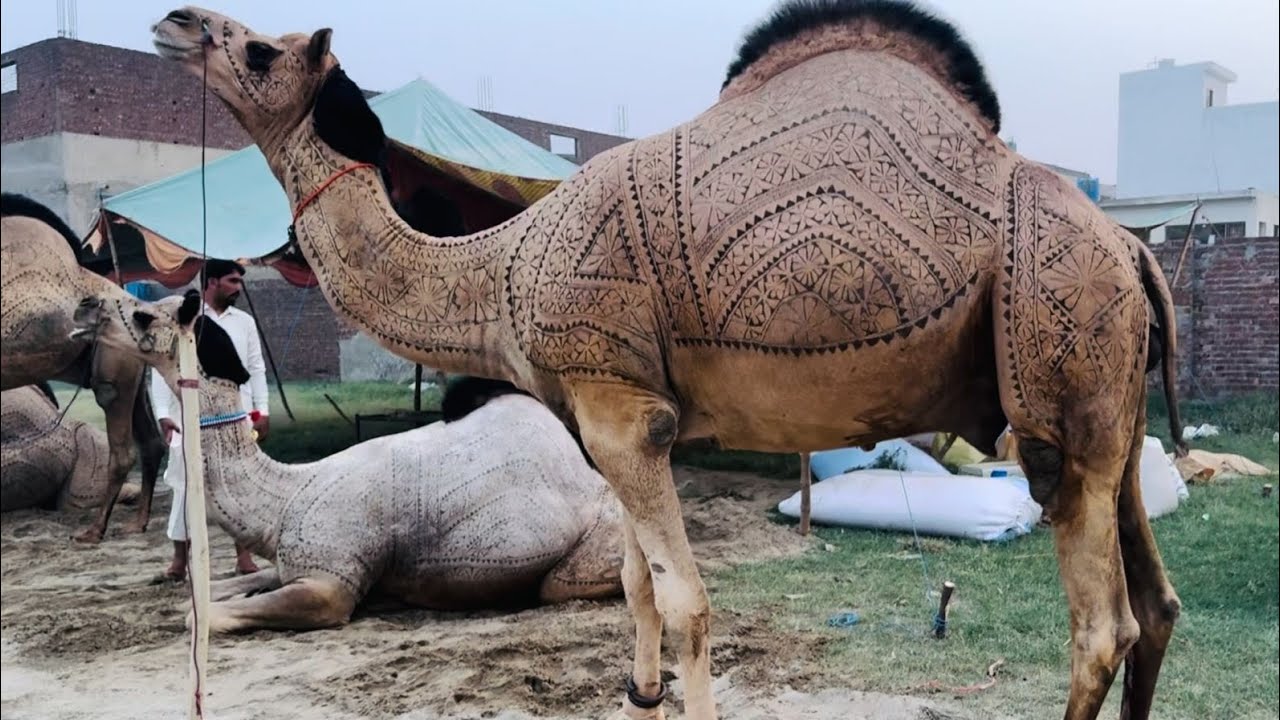 60Lakh ka Camle in Gujranwala |Gujranwala Bakra Mandi گوجرانوالہ میں اونٹوں کی منڈی لگ گئی