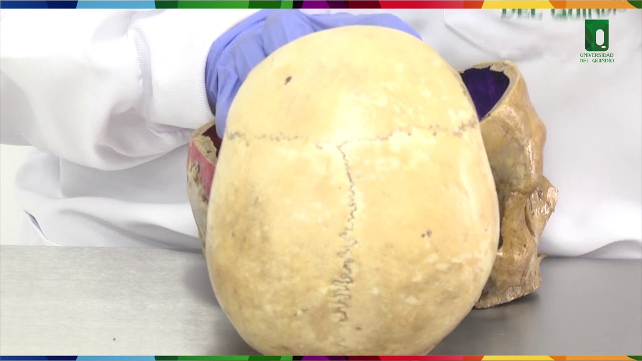 CRÁNEO 1 ANATOMIA ANFITEATRO DR OROZCO