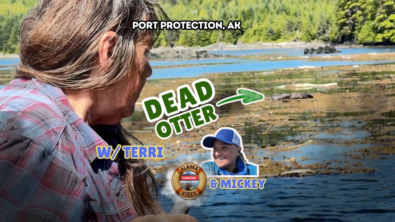 Port Protection: Dead Otter firewood adventure with Terri. #portprotection #alaska #adventure