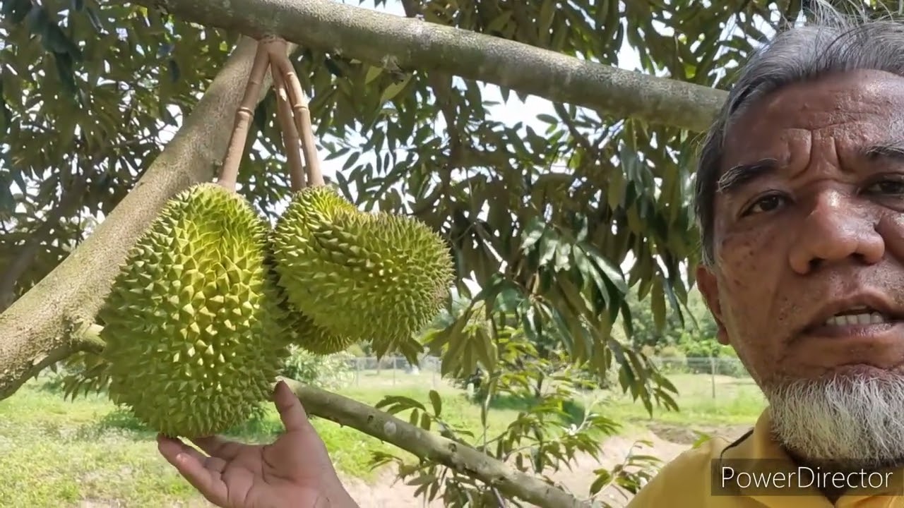 Sifu Durian BAB 96 | Musang King Pagar Kayangan Mula Berbuah