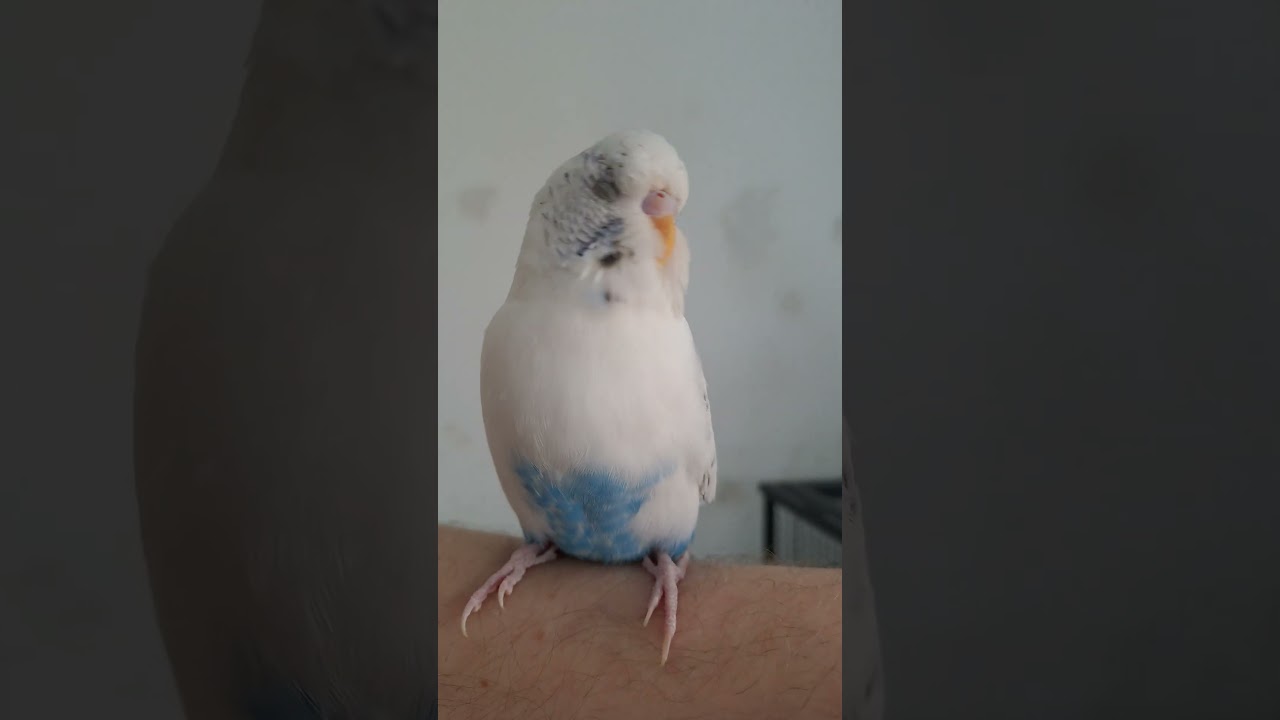 Viky pod&aacute;v&aacute; hl&aacute;&scaron;en&iacute;, a co děl&aacute;te vy?