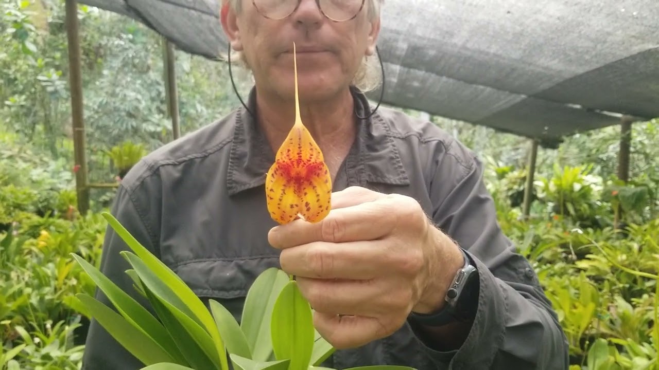 Tour por colección de orquídeas Masdevallia - Alma del Bosque