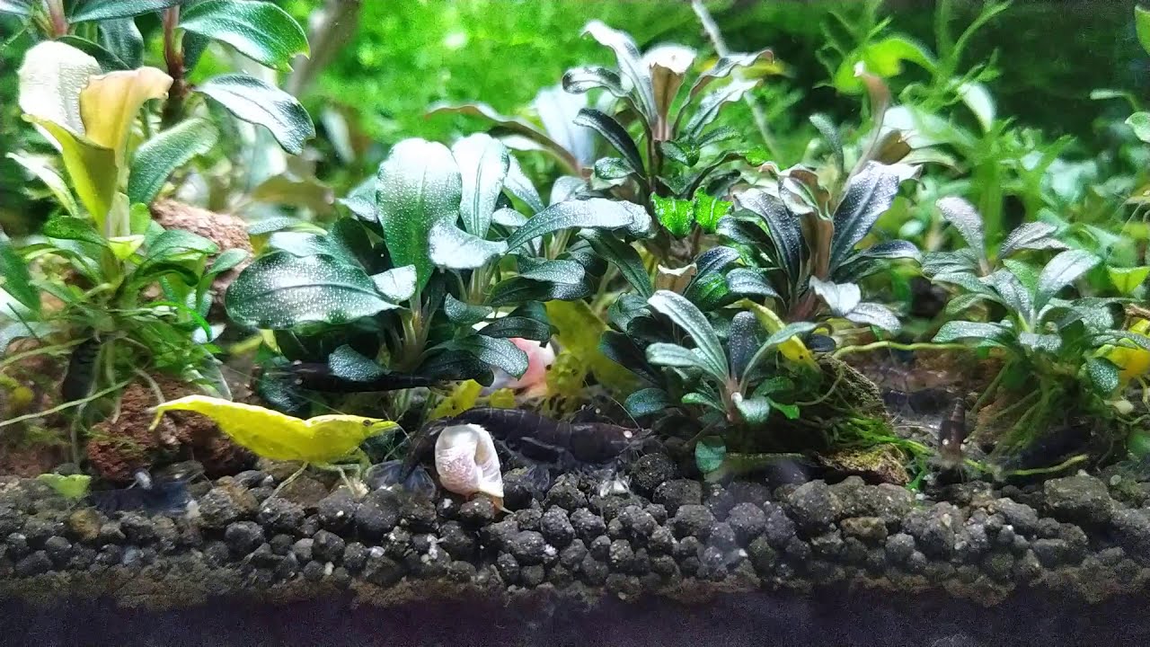 Neocaridina ve Caridina T&uuml;rleri Aynı Akvaryumda Beslenebilir mi ?