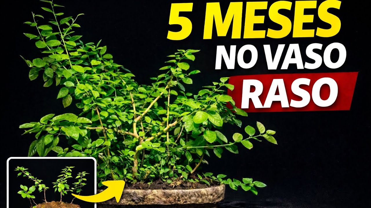 Desenvolvimento das mudas  em vaso raso
