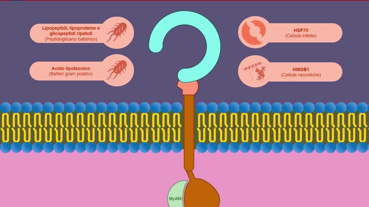 Toll Like Receptor e recettori di membrana dell'infiammazione