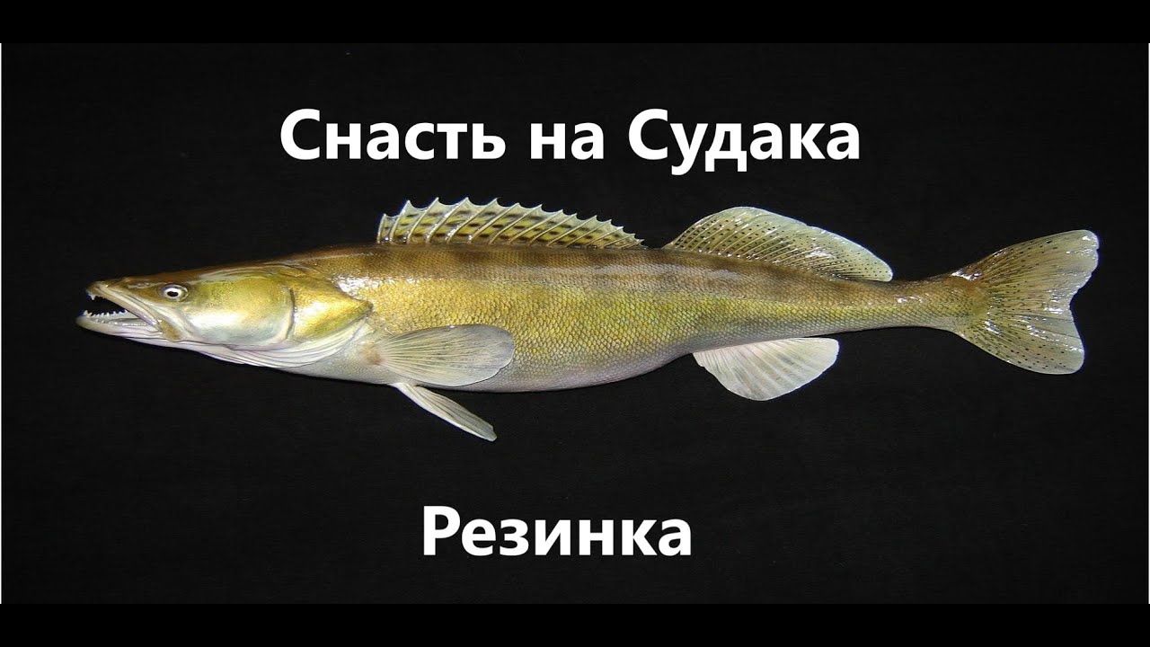 СУДАК на живца. Снасть резинка. Изготовление за 30 мин.