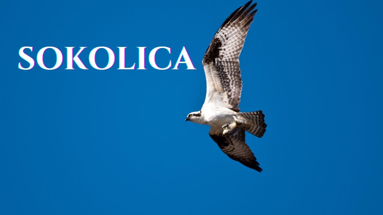 Sokolica – Sevdah Balada o Ljubavi i Rastanku 