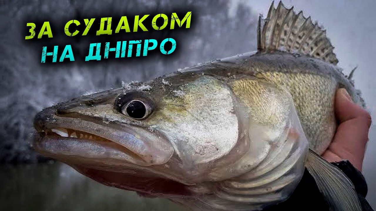 ✅Шукаю НОВЕ МІСЦЕ! Ловля СУДАКА 2026✅