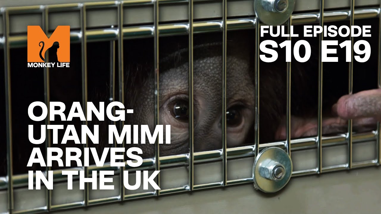 Baby Orang-utan Mimi Arrives In The UK | Season 10 Episode 19 | Full Episode | Monkey Life