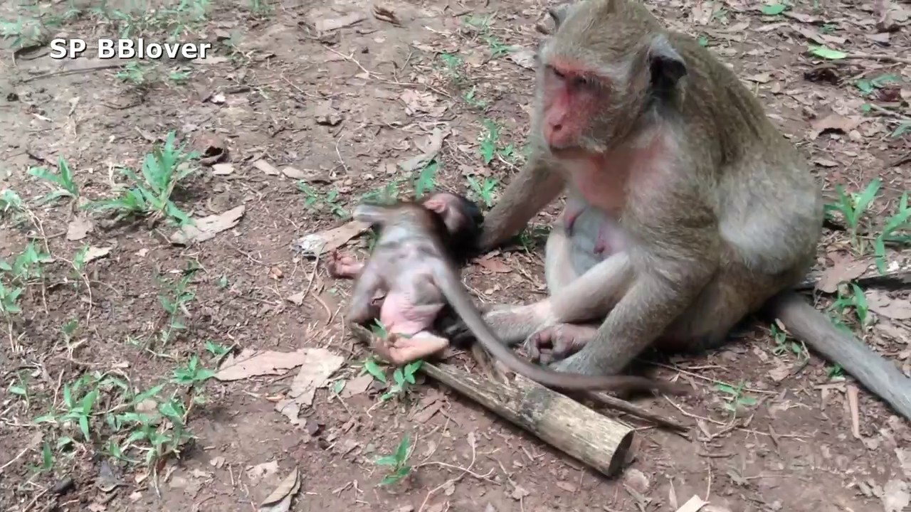 Monkey And Baby 34 - Mom Heard SweetPea Cry But She Not Goes