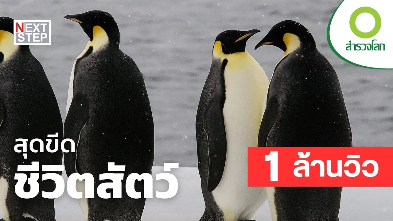 สุดขีดชีวิตสัตว์ | สารคดี สำรวจโลก