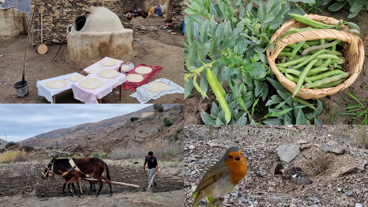 الحياة القروية الذي يحبك الجميع في الريف إقليم الحسيمة 