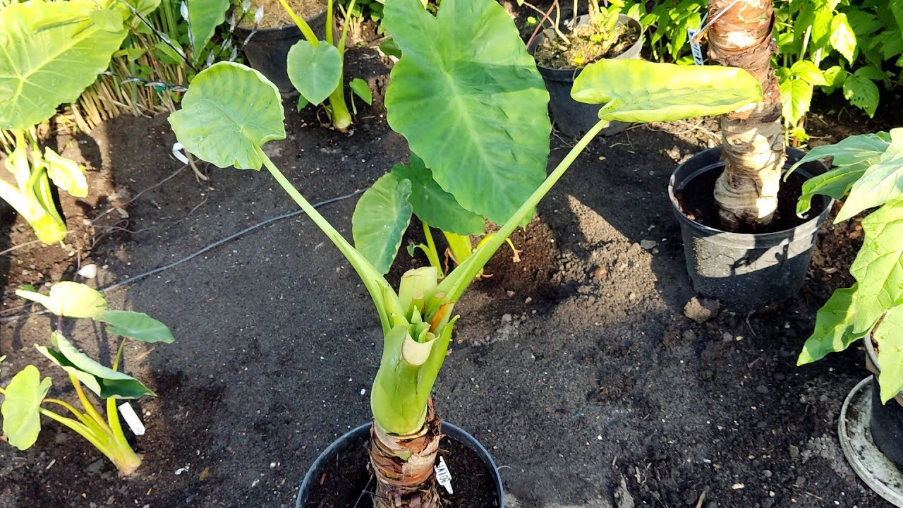 Alocasia Borneo Giant. Co to ma być , uszy shreka czy co. 😃 Zimna wiosna robi swoje.