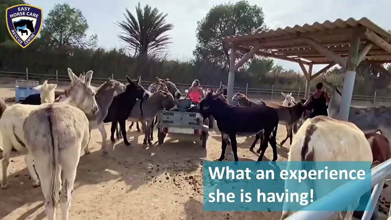 😅 A wild herd of hungry donkeys! - Easy Horse Care Rescue Centre