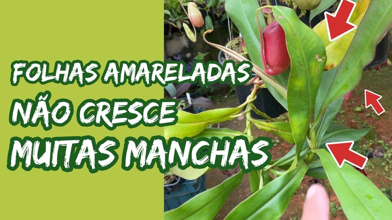 Sua Nepenthes está morrendo | O que fazer?