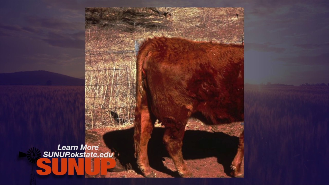 Cow-Calf Corner: Can You Tell When the Calf is Coming? (2/04/17)