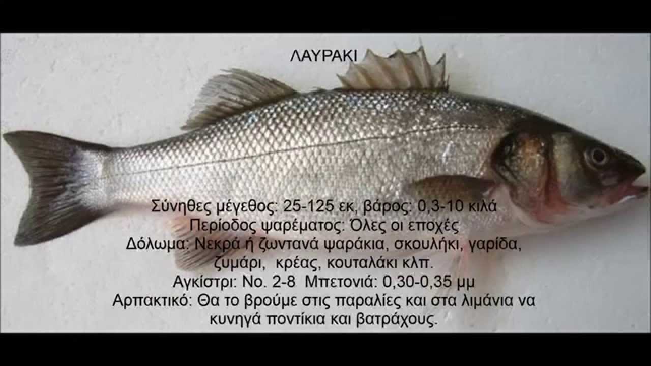 ΕΙΔΗ ΨΑΡΙΩΝ ΠΟΥ ΖΟΥΝ ΣΤΙΣ ΕΛΛΗΝΙΚΕΣ ΘΑΛΑΣΣΕΣ!..