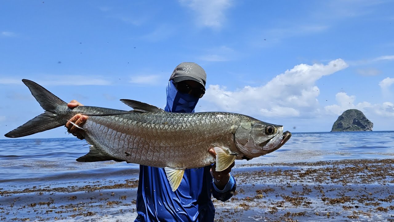PECHE DU TARPON DANS LE LAGON