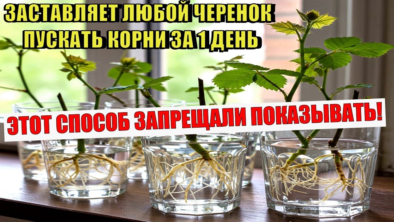 ЭТОТ СПОСОБ ЗАПРЕЩАЛИ ПОКАЗЫВАТЬ! Укореняем черенки за 1 день от роз до винограда.