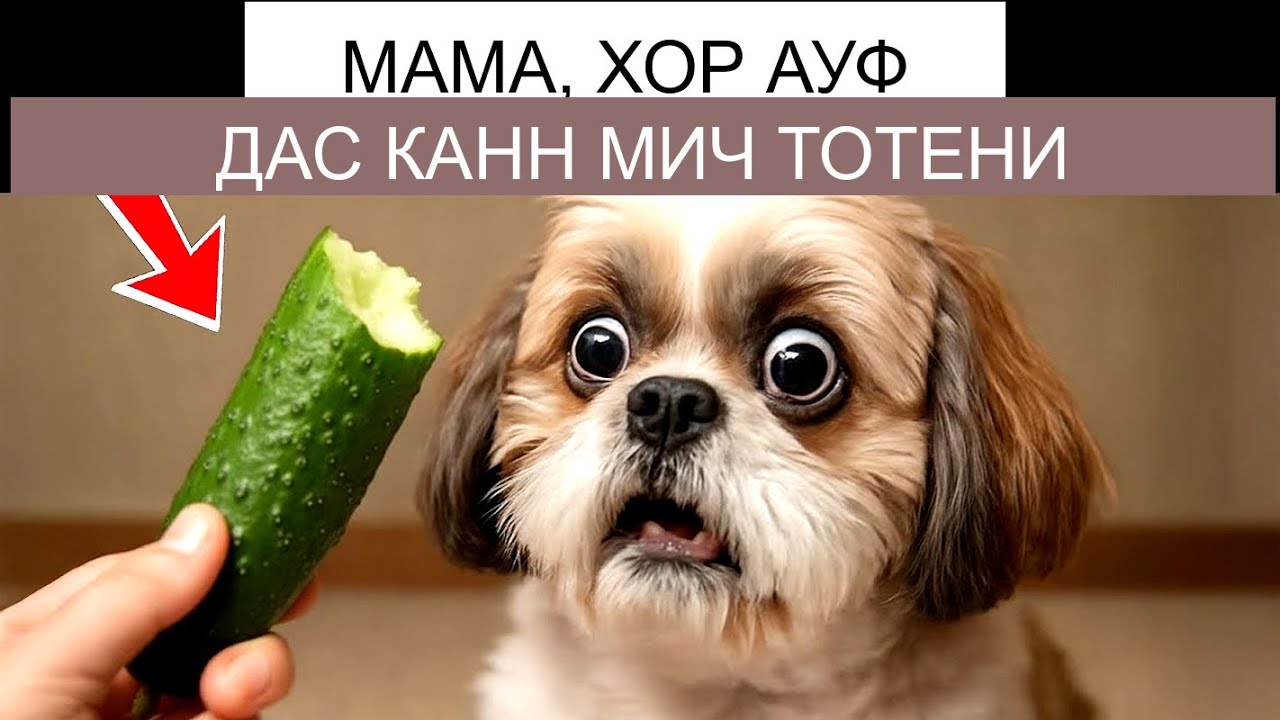 ВСЕ ТЕ ЖЕ ПРОДУКТЫ, КОТОРЫЕ МОЛЧА УБИВАЮТ ВАШУ СОБАКУ!