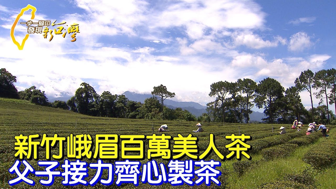 【新竹】一斤百萬東方美人茶.製茶師兩個月不眠不休的成果∣一步一腳印【客家茶王父子接力】20220612