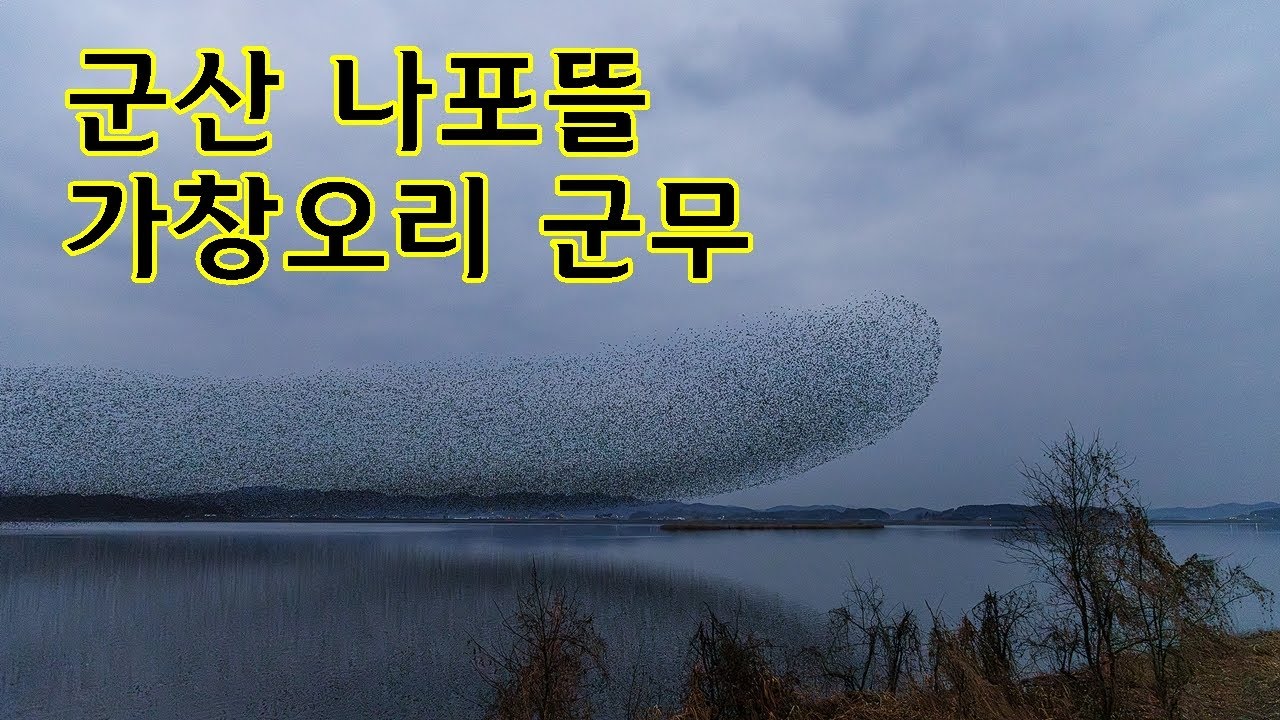 2026년 가창오리