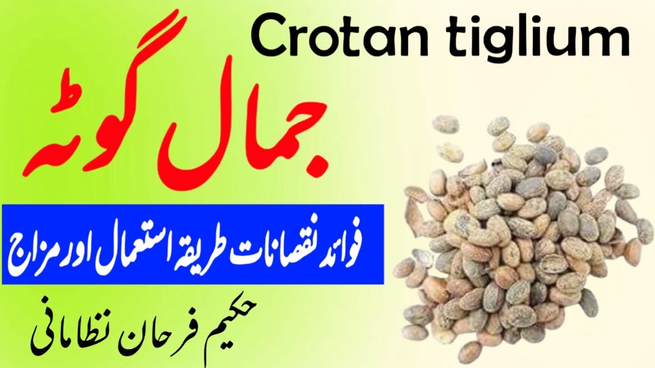 Jamal ghota ke fayde aur Nuksan || Croton seed benefits || uses || Side effects || Hakeem Farhan Niz