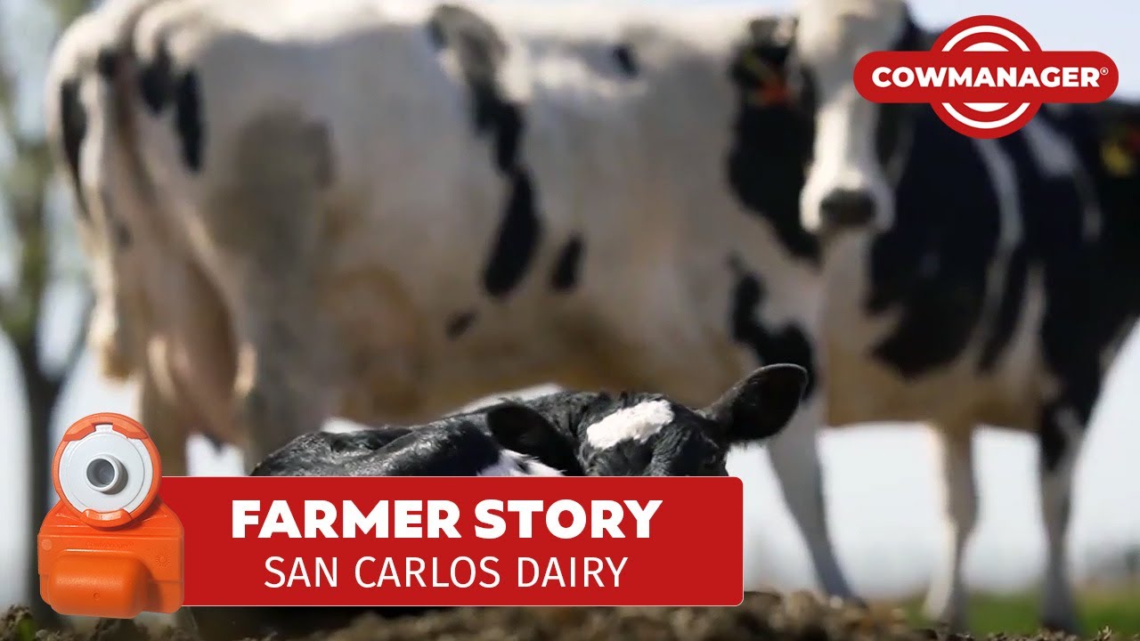 An Essential Tool | CowManager | Argentina #dairyfarming #dairytechnology #sancarlosdairy