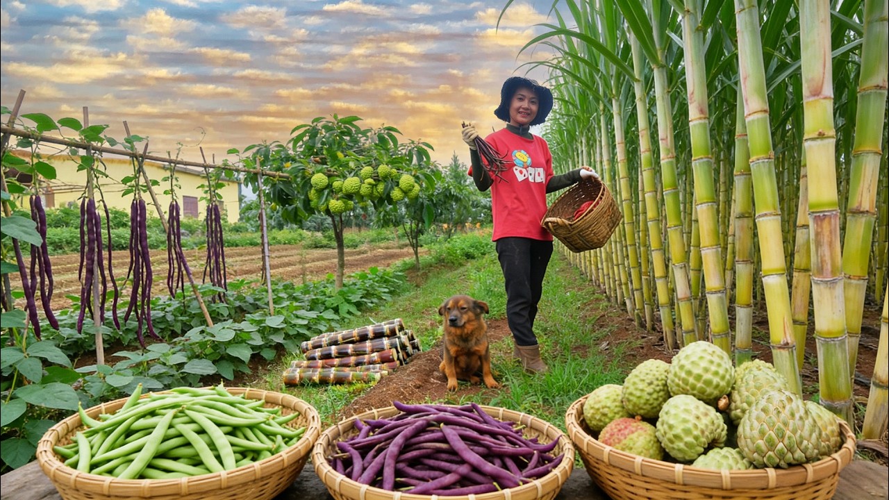 Harvest Sugarcane, Yardlong Beans, Custard Apples To Sell At Market &ndash; Make Pork Skin Salad &ndash; Farming