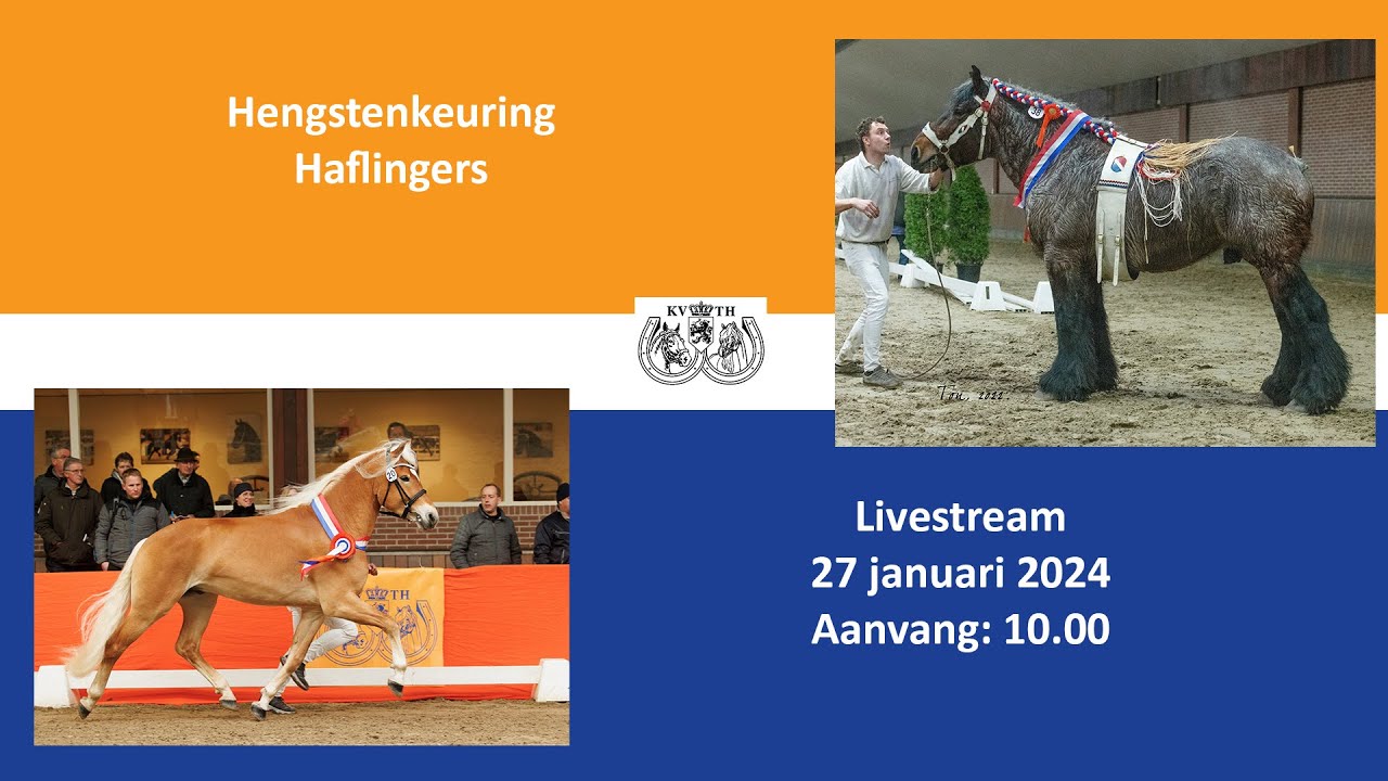 20240127 HK Haflingers KVTH
