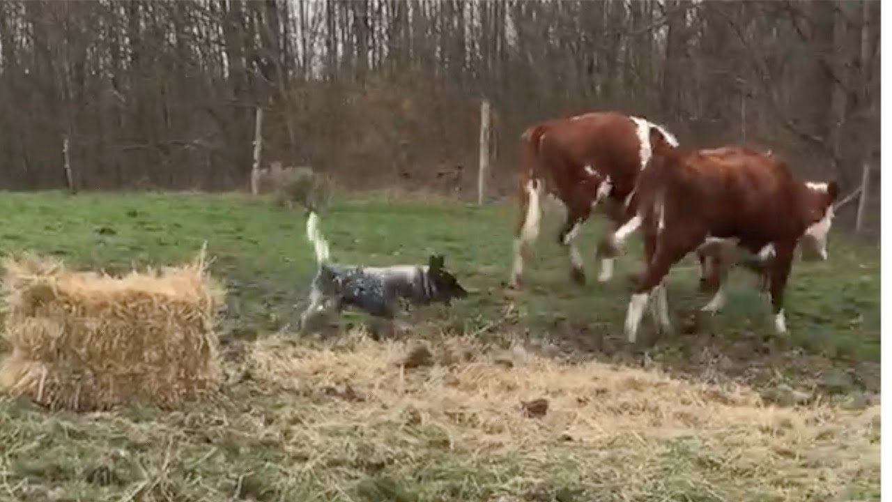 Herding Cows in Quarantine | Australian Cattle Dogs