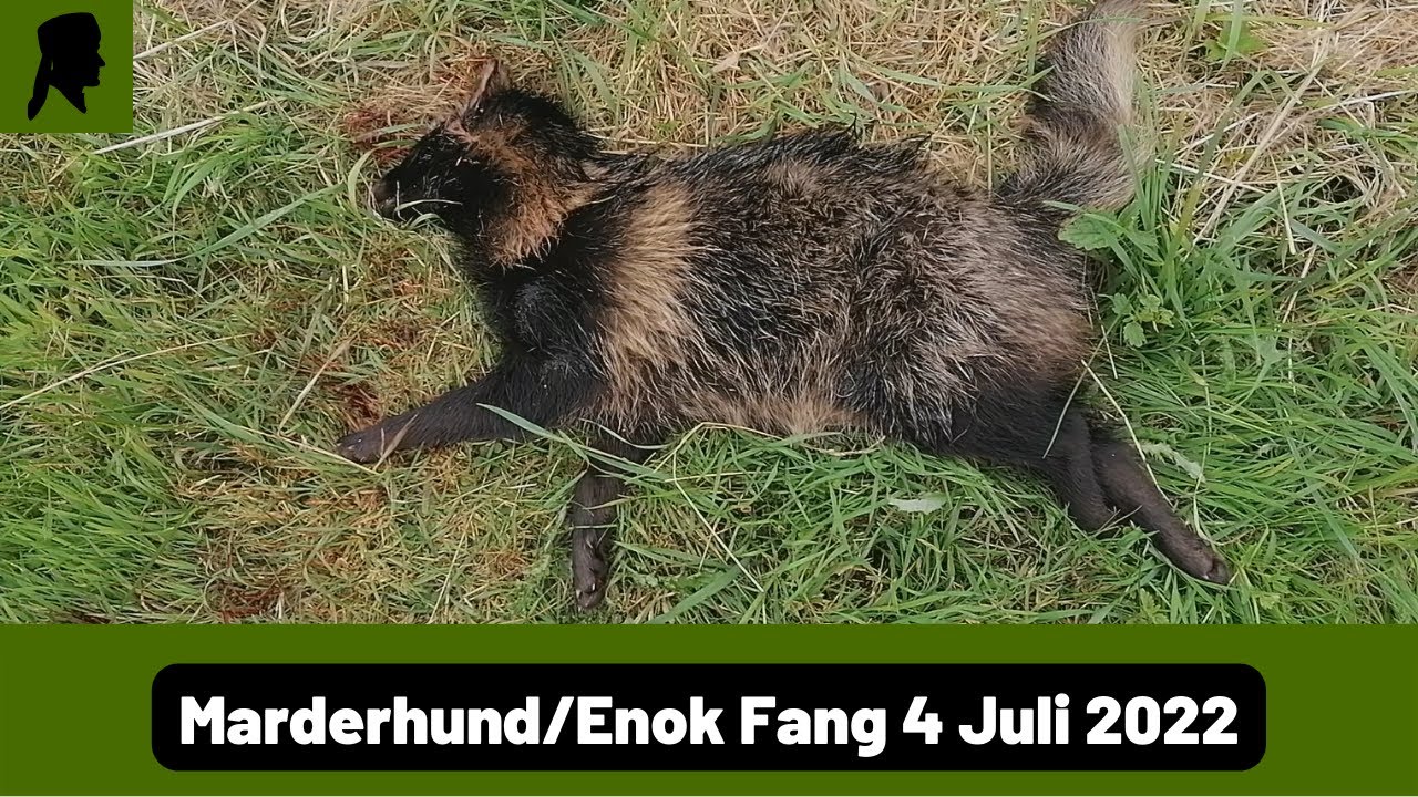 Marderhund Fang in Krefelder-Fuchsfalle//Fallenjagd 2022//TrapperInfo