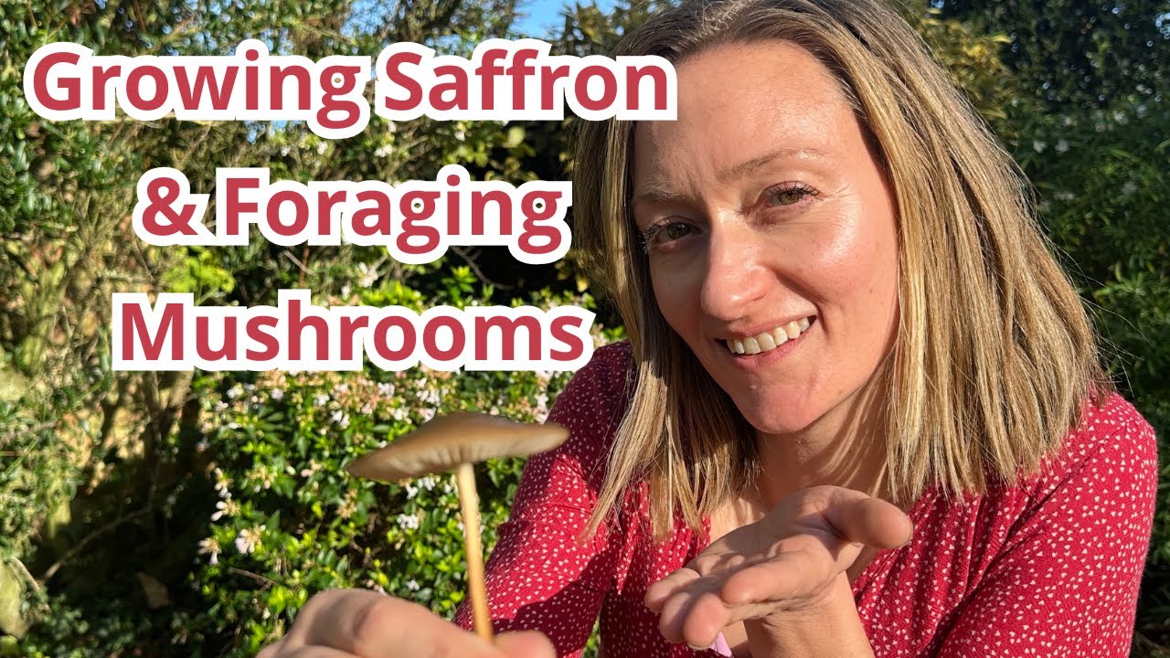 Growing Saffron in a pot and Foraging for Mushrooms | UK Allotment Gardening