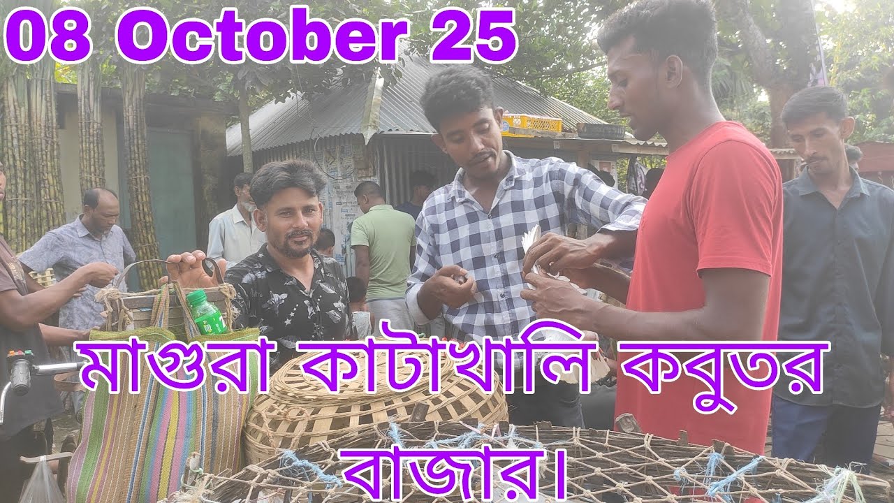 মাগুরা কাটাখালি  বাজারে ৪ পিচ ফেন্সি  কবুতর  মাত্র এক হাজার টাকা। চঞ্চল মিডিয়া। 