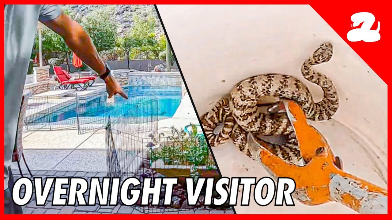 Unusual Rattlesnake Call! You Probably Haven't Seen This One