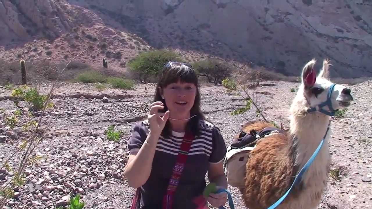 Caravana de Llamas, Jujuy, Argentina - Video