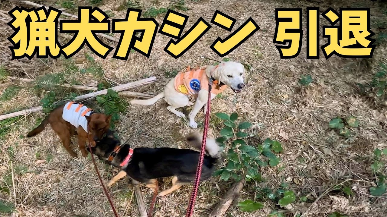 引退猟で鬼のような働きをする猟犬カシン