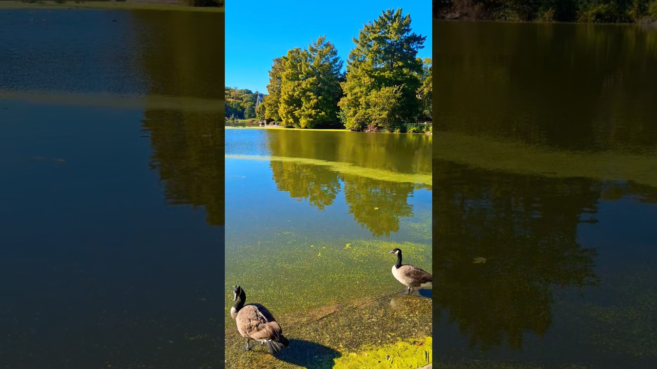 Harlem Meer Central Park Colors of Autumn in New York City Manhattan (Killer Queen)