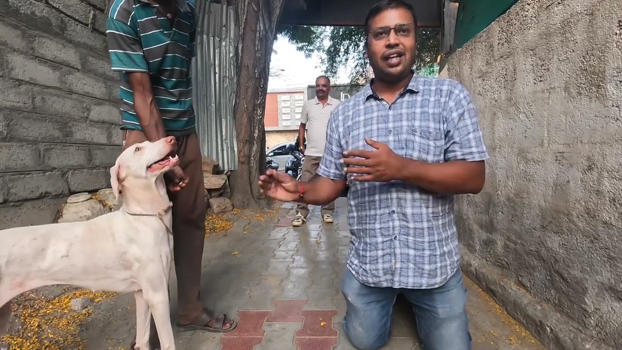 Rajapalayam Indian Doberman है मोदी जी ने भी इसको प्रोमोट किया है 🇮🇳🇮🇳😳