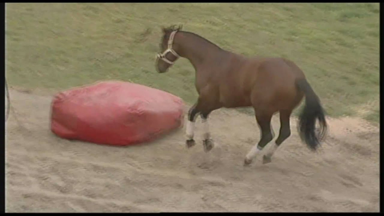 Double Dan Horsemanship