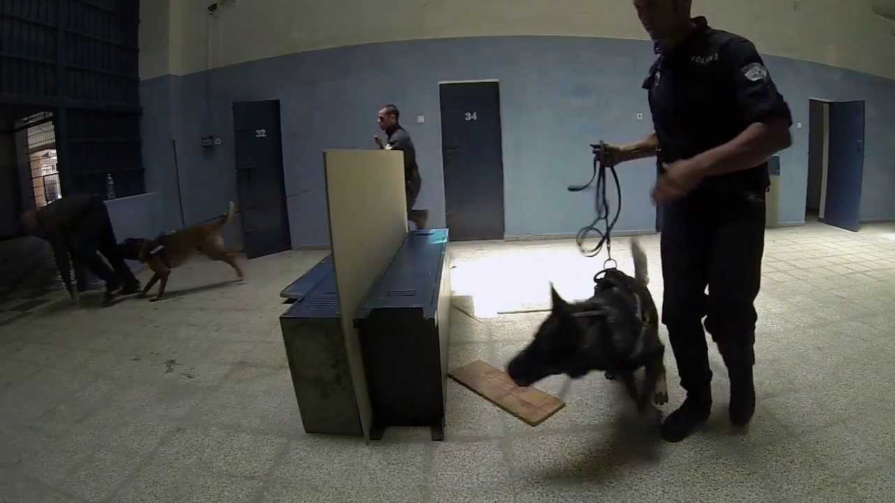 Unidad Canina Policia Local Malaga K9