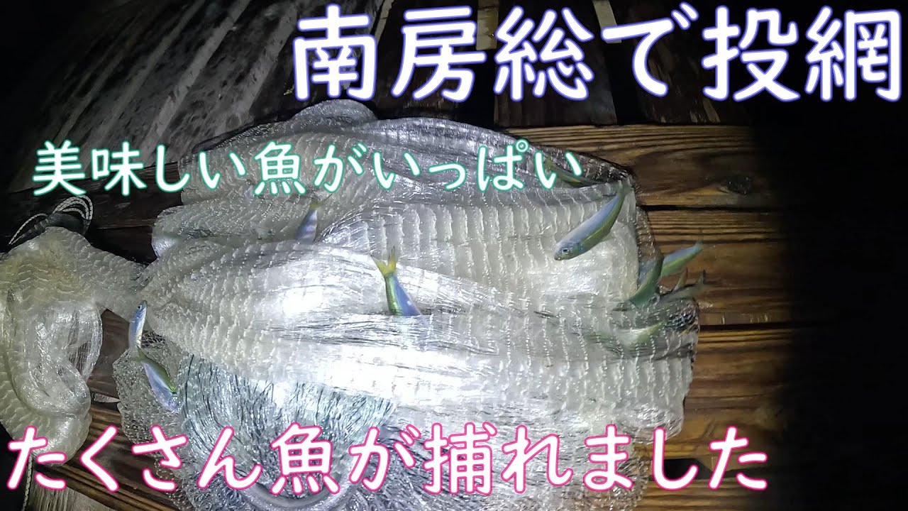 【投網】南房総で投網を打ったら美味しい魚がたくさん捕れた【秋の海】