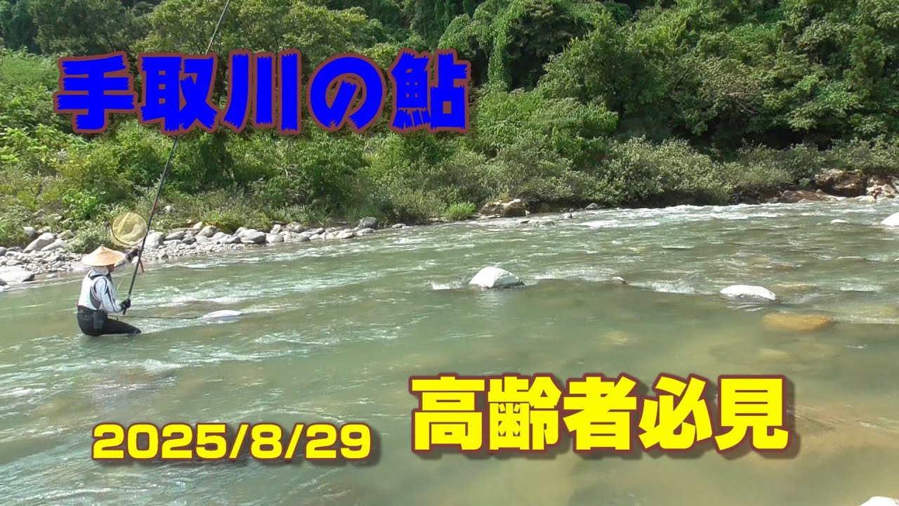 【手取川の鮎】高齢者必見 !  中流部