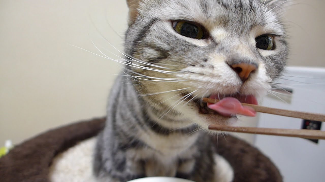 嬉し鳴きのワン！ お楽しみ猫缶タイム