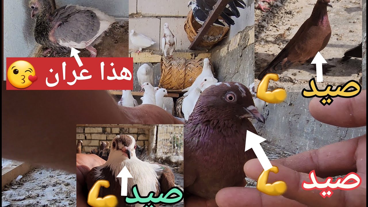صيد3 حمر💪تخريج الزاجل المعوق✌️صورت عران 🤣طيور للبيع 💸ولاتنسون دعم القناة ومشاركاتكم حبايبي 😘