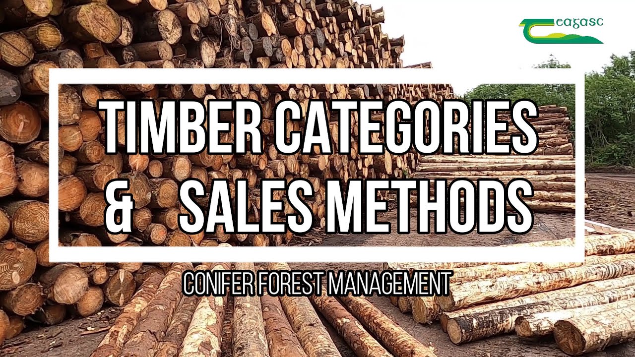 Timber Categories and Sales Methods - conifer forest management