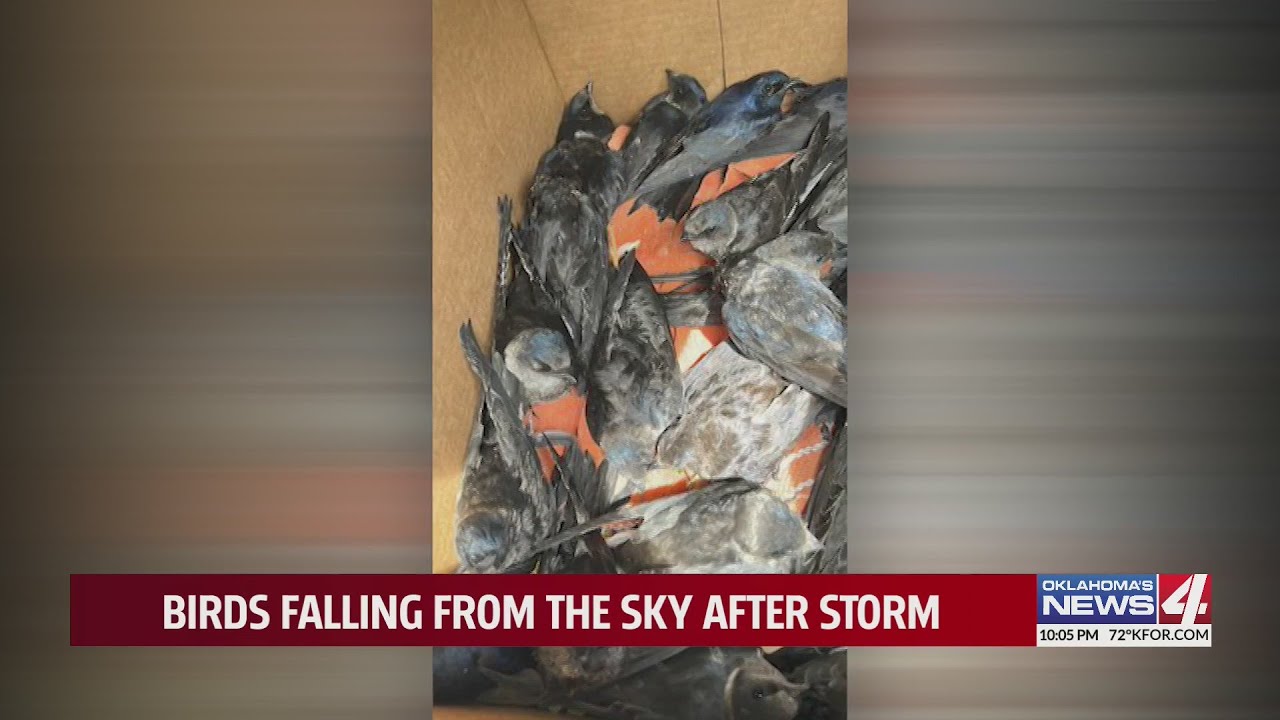 Birds falling from the sky after storm