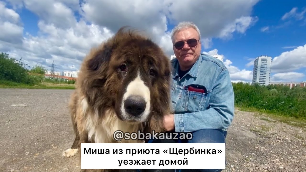 Медвежонок Миша уехал домой из приюта «Щербинка». Проект Собака Юзао