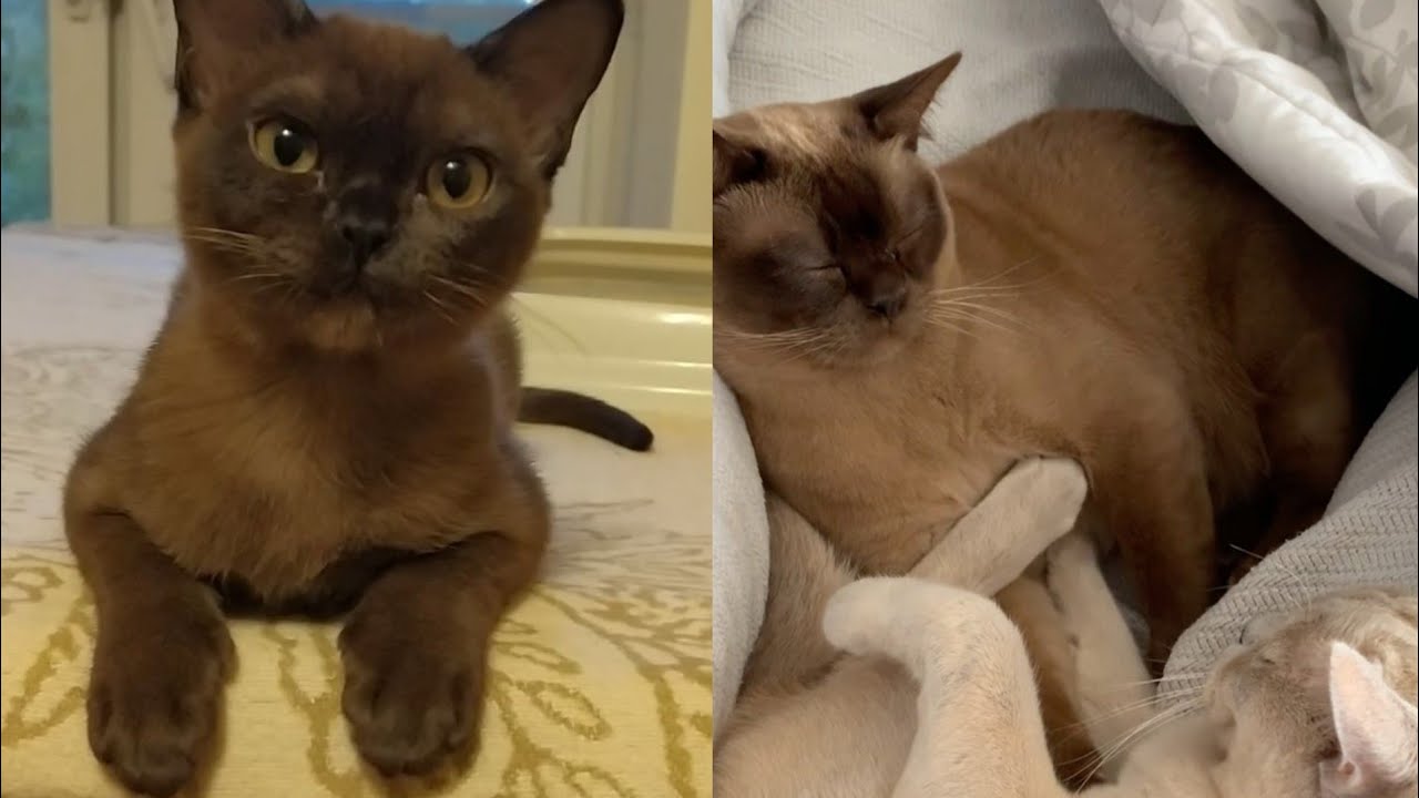 SOME OF THE MOST CALMEST BURMESE CAT MOMENTS