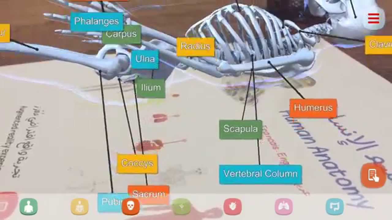 Human Anatomy AR Mode
